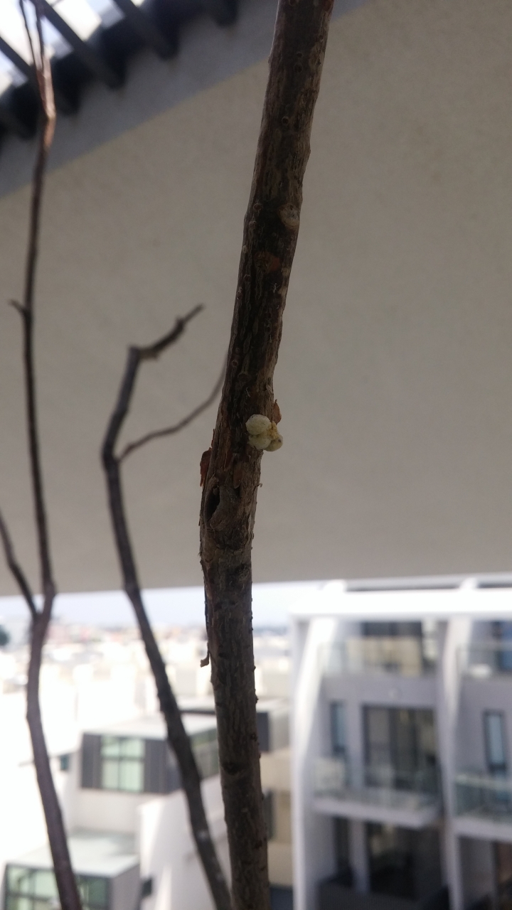 請教各位前輩樹名及蟲害問題？