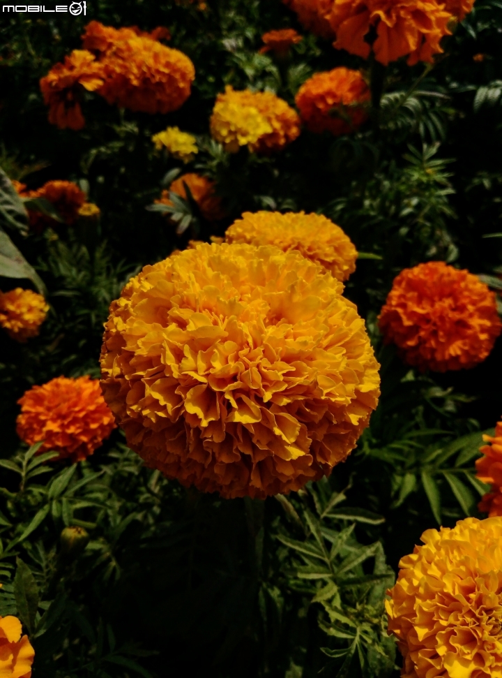 鹽水區信義路花海