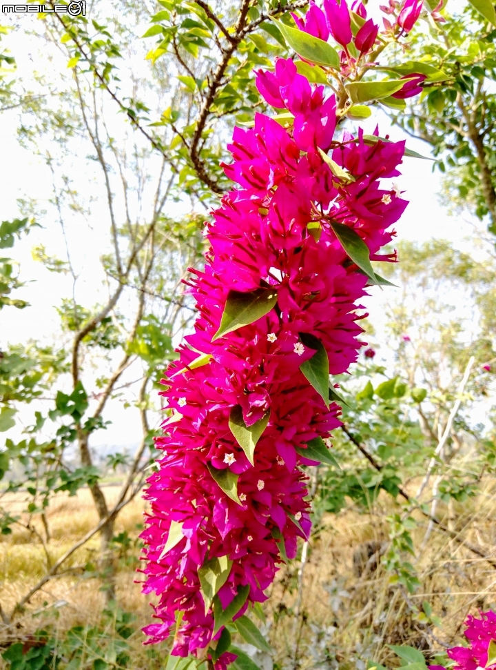 愛在杉林花美濃-延長至2月20日
