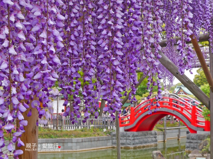 【日本。東京】龜戶天神社賞紫藤花～JR總武線上，都市中的世外桃源@還可讓晴空塔入鏡，超殺底片的好拍美景！