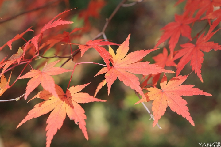 【京都長岡京】總本山光明寺，京都賞紅葉必看楓葉隧道