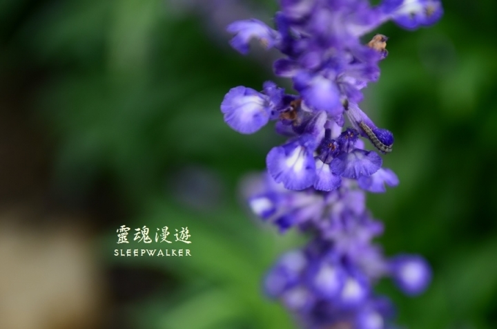 ［台南柳營。景點］南元花園休閒農場－闔家歡樂，情侶約會的後花園