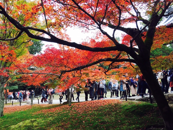 【遊。2016京都】美成這樣太犯規！女神級的楓葉就在清水寺和東福寺!