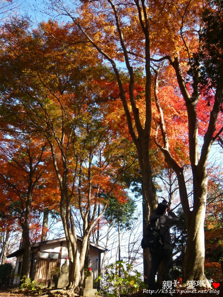 【日本。東京】高尾山賞楓紅～登高遠眺遊山趣＠新宿出發，60分鐘內抵達！賞楓名所～