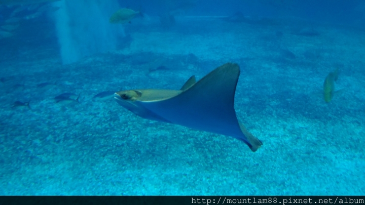 沖繩自由行【景點】沖繩美麗水族館 + 交通小提示