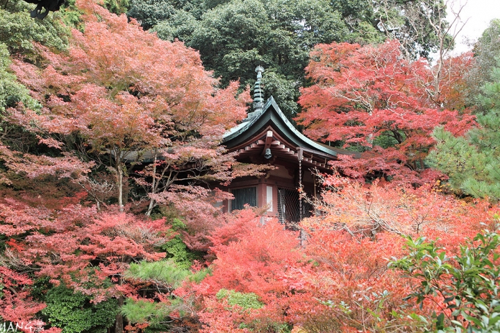 【京都山科】毘沙門堂，紅葉期間至少得來兩次