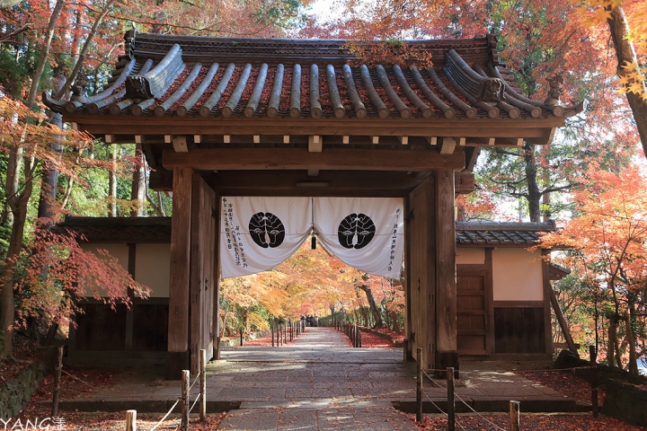 【京都長岡京】總本山光明寺，京都賞紅葉必看楓葉隧道