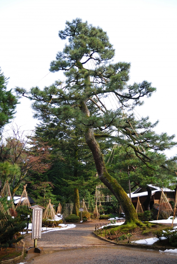 [冬之日本中部山區自助行]-金澤散策-東茶屋~兼六園~金澤城(一日自由乘車巴士)