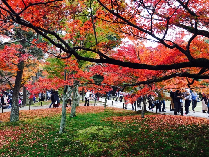 【遊。2016京都】美成這樣太犯規！女神級的楓葉就在清水寺和東福寺!