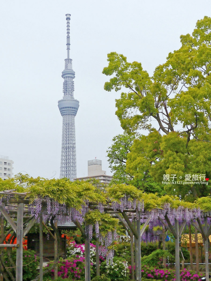 【日本。東京】龜戶天神社賞紫藤花～JR總武線上，都市中的世外桃源@還可讓晴空塔入鏡，超殺底片的好拍美景！