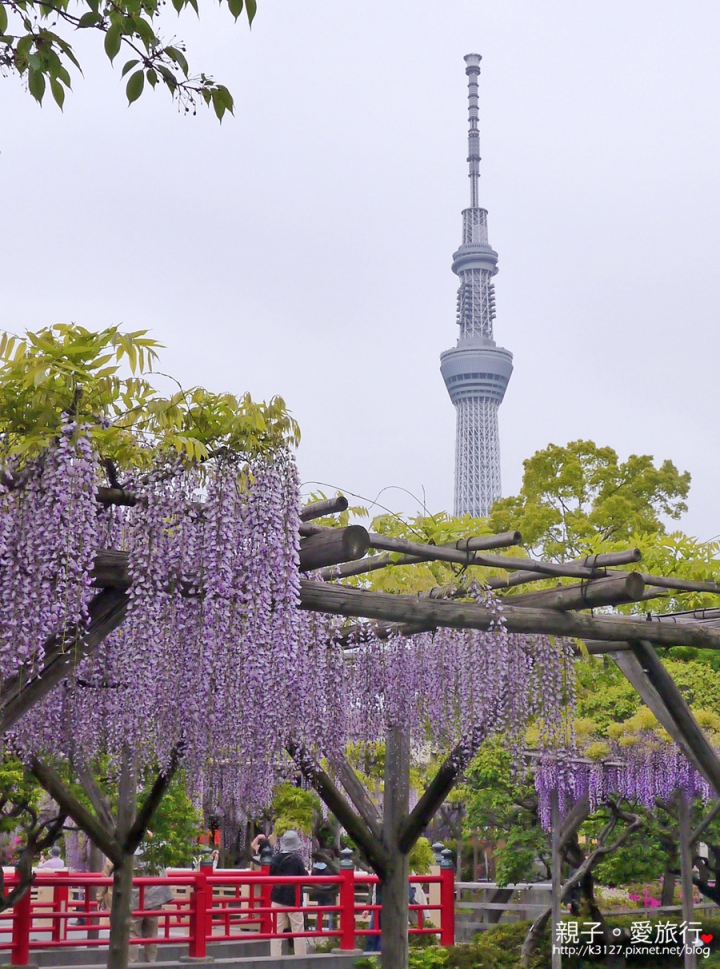 【日本。東京】龜戶天神社賞紫藤花～JR總武線上，都市中的世外桃源@還可讓晴空塔入鏡，超殺底片的好拍美景！