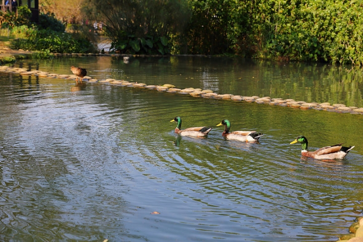 【親子景點】桃園八德埤塘自然生態公園。能夠觀察生態、寓教於樂的野餐放風好去處