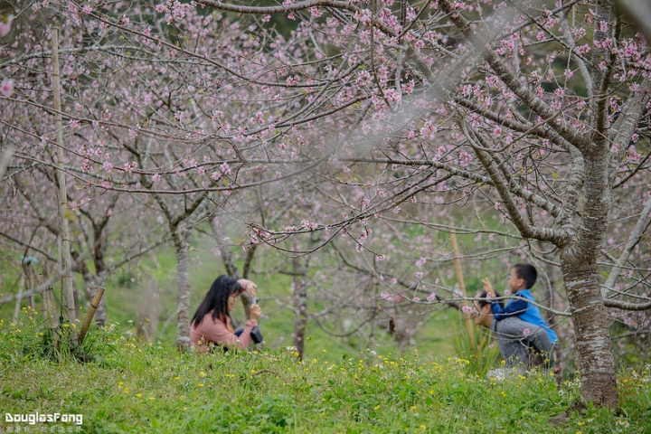 【遊記│南投鹿谷】小半天石馬公園/盛開的河津櫻