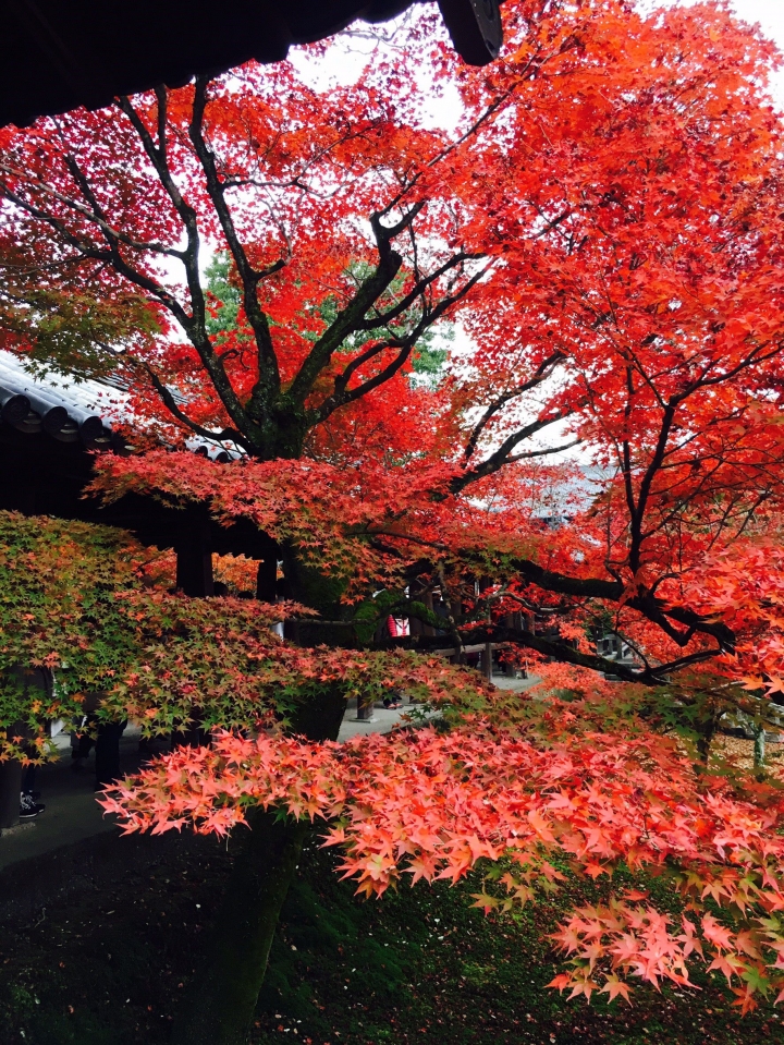 【遊。2016京都】美成這樣太犯規！女神級的楓葉就在清水寺和東福寺!