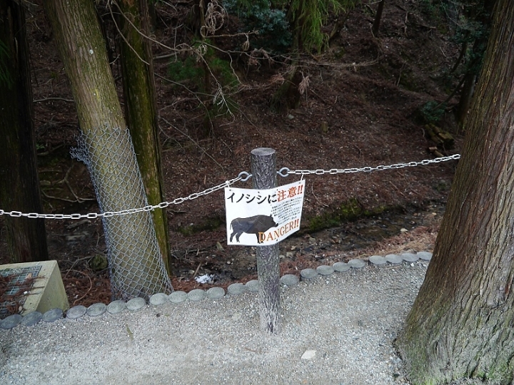 來奈良東大寺享受被小(老)鹿包圍的感覺