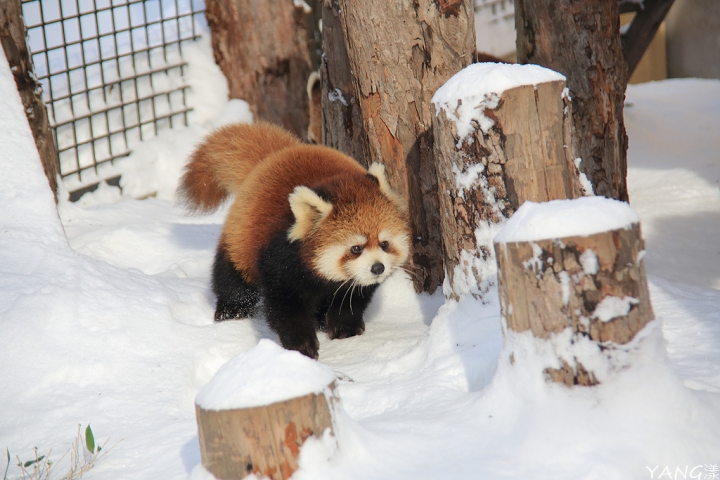 【北海道】冬遊旭山動物園，冬天就是要看企鵝散步啊