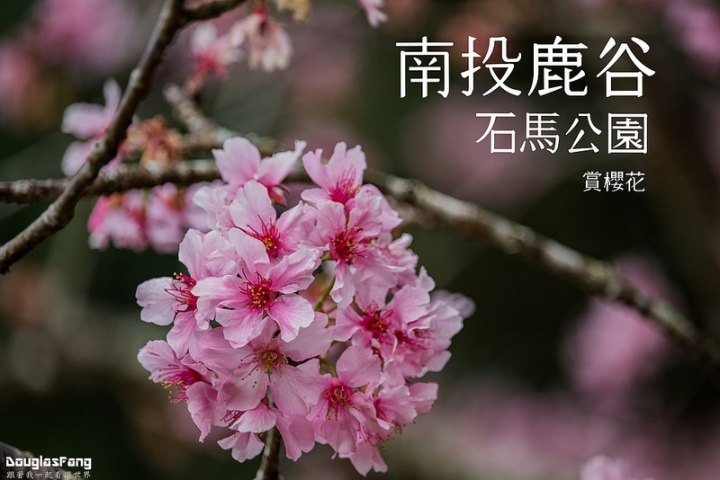 【遊記│南投鹿谷】小半天石馬公園/盛開的河津櫻