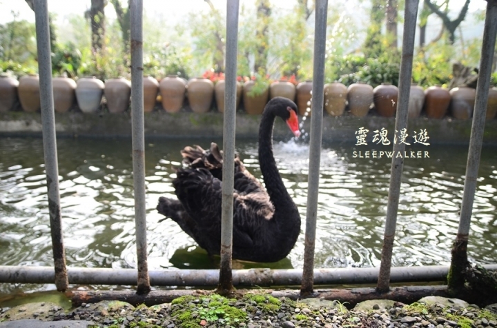 ［台南柳營。景點］南元花園休閒農場－闔家歡樂，情侶約會的後花園