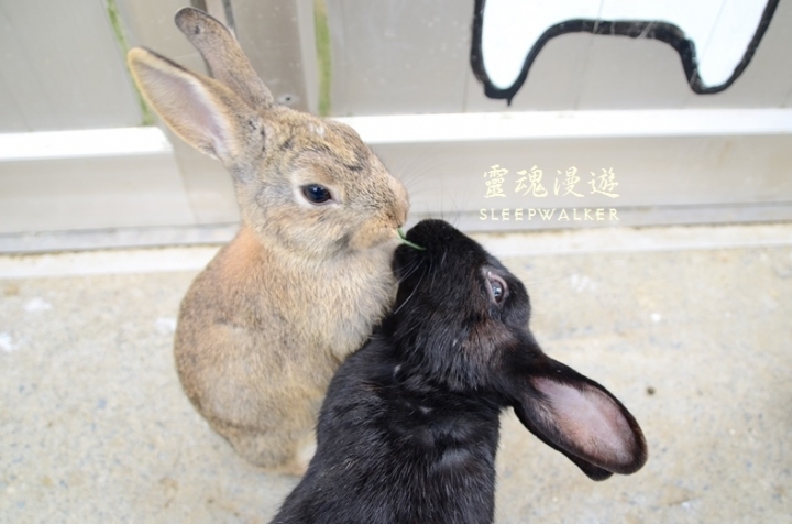 ［台南柳營。景點］南元花園休閒農場－闔家歡樂，情侶約會的後花園
