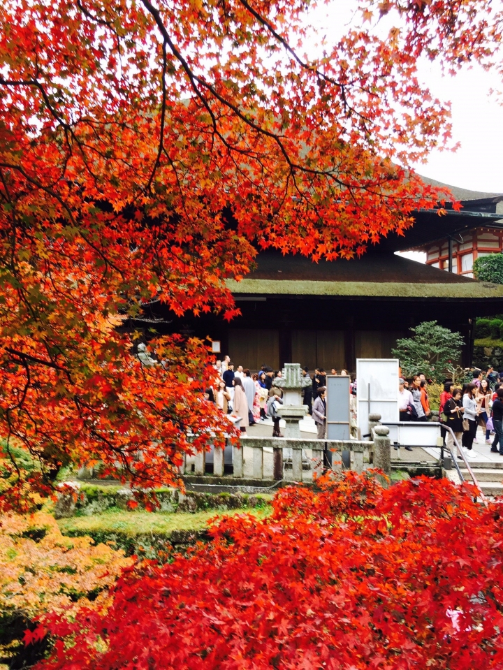 【遊。2016京都】美成這樣太犯規！女神級的楓葉就在清水寺和東福寺!