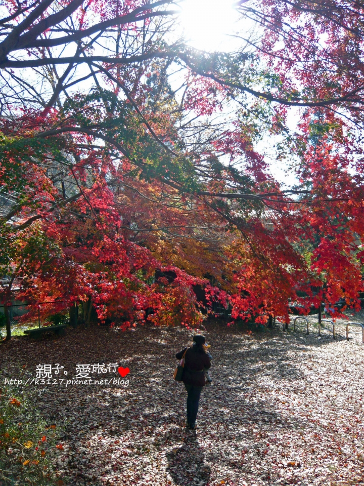 【日本。東京】高尾山賞楓紅～登高遠眺遊山趣＠新宿出發，60分鐘內抵達！賞楓名所～