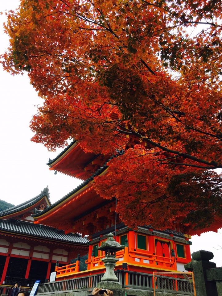 【遊。2016京都】美成這樣太犯規！女神級的楓葉就在清水寺和東福寺!