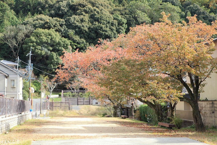 【京都山科】毘沙門堂，紅葉期間至少得來兩次
