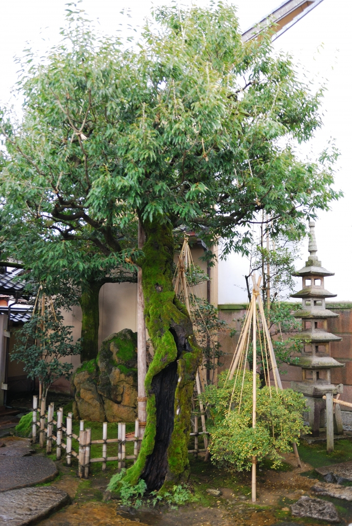 [冬之日本中部山區自助行]-金澤散策-東茶屋~兼六園~金澤城(一日自由乘車巴士)