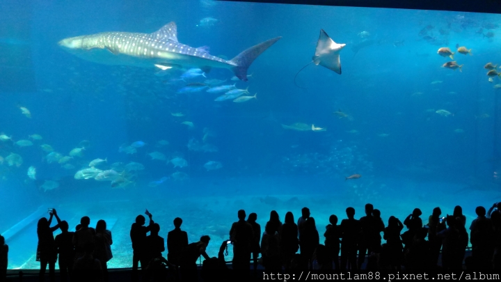沖繩自由行【景點】沖繩美麗水族館 + 交通小提示