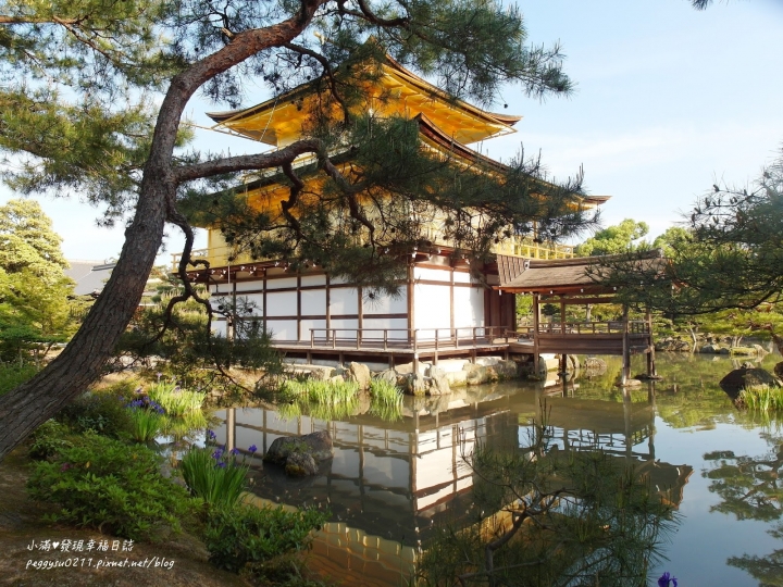 (京都景點) 鹿苑寺-金閣寺 ❤ 京都必遊的金碧輝煌絕美景點，三島由紀夫筆下的美與人生