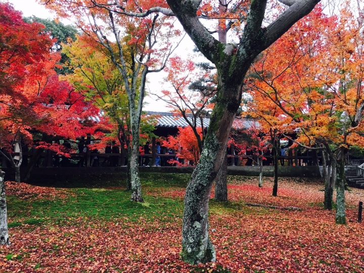 【遊。2016京都】美成這樣太犯規！女神級的楓葉就在清水寺和東福寺!