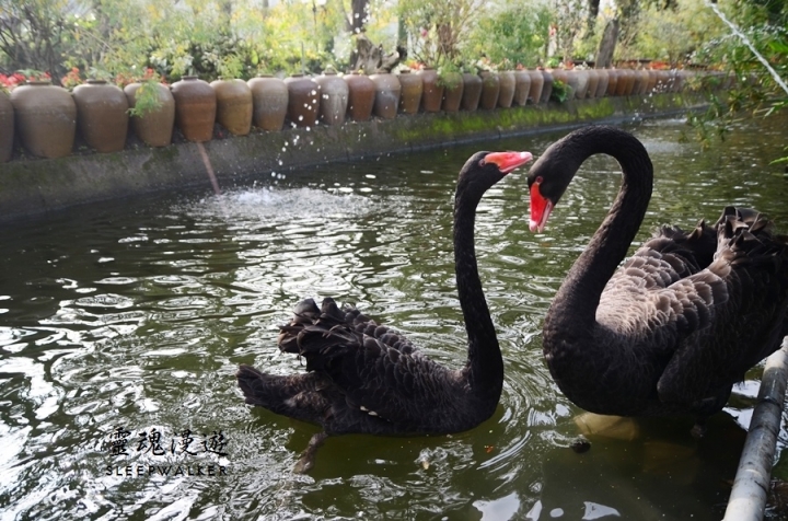 ［台南柳營。景點］南元花園休閒農場－闔家歡樂，情侶約會的後花園
