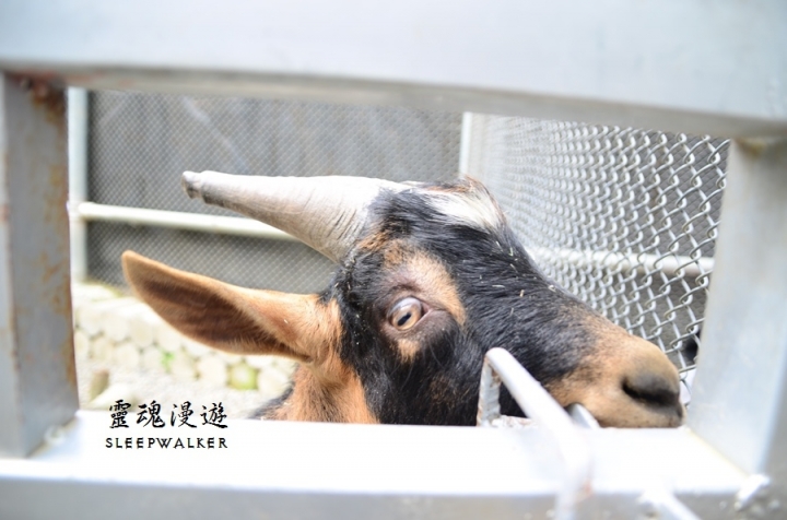 ［台南柳營。景點］南元花園休閒農場－闔家歡樂，情侶約會的後花園