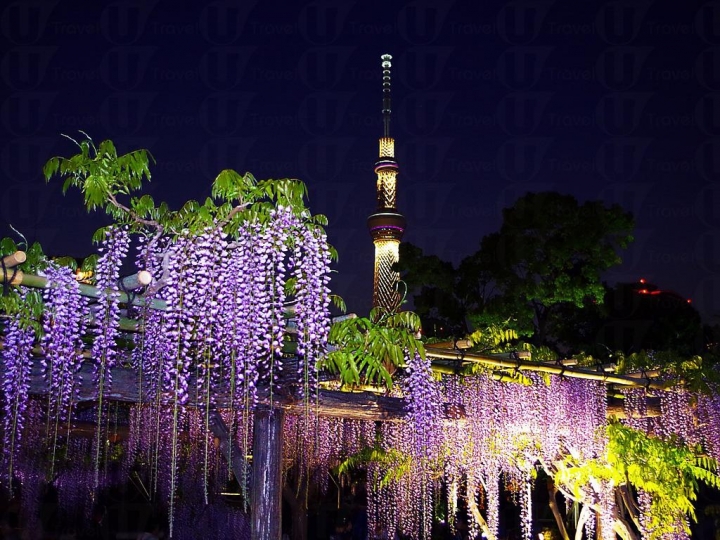【日本。東京】龜戶天神社賞紫藤花～JR總武線上，都市中的世外桃源@還可讓晴空塔入鏡，超殺底片的好拍美景！