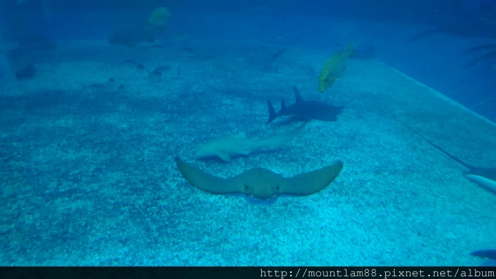 沖繩自由行【景點】沖繩美麗水族館 + 交通小提示