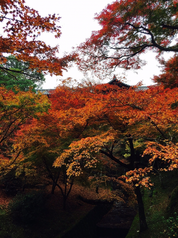 【遊。2016京都】美成這樣太犯規！女神級的楓葉就在清水寺和東福寺!