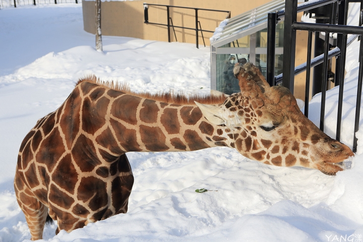 【北海道】冬遊旭山動物園，冬天就是要看企鵝散步啊