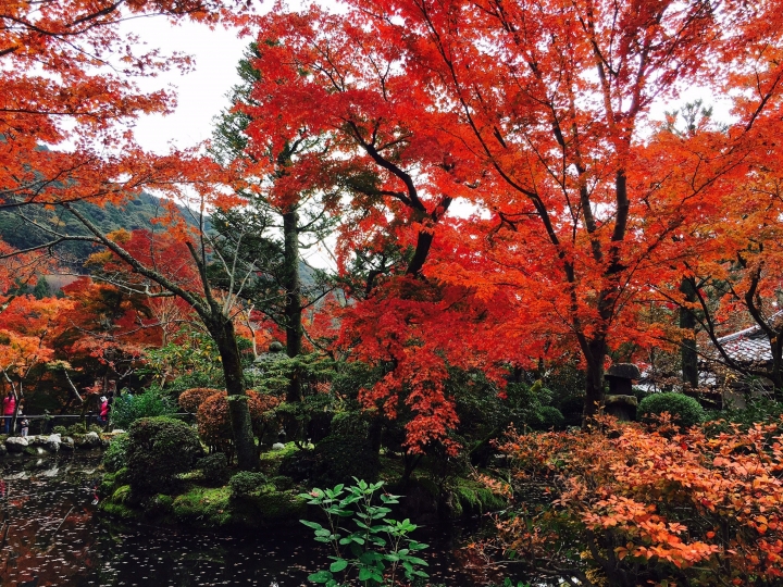 【遊。2016京都】美成這樣太犯規！女神級的楓葉就在清水寺和東福寺!