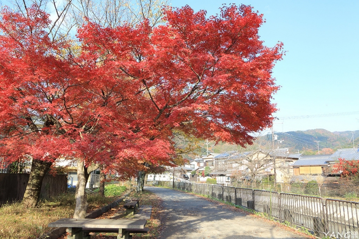 【京都山科】毘沙門堂，紅葉期間至少得來兩次