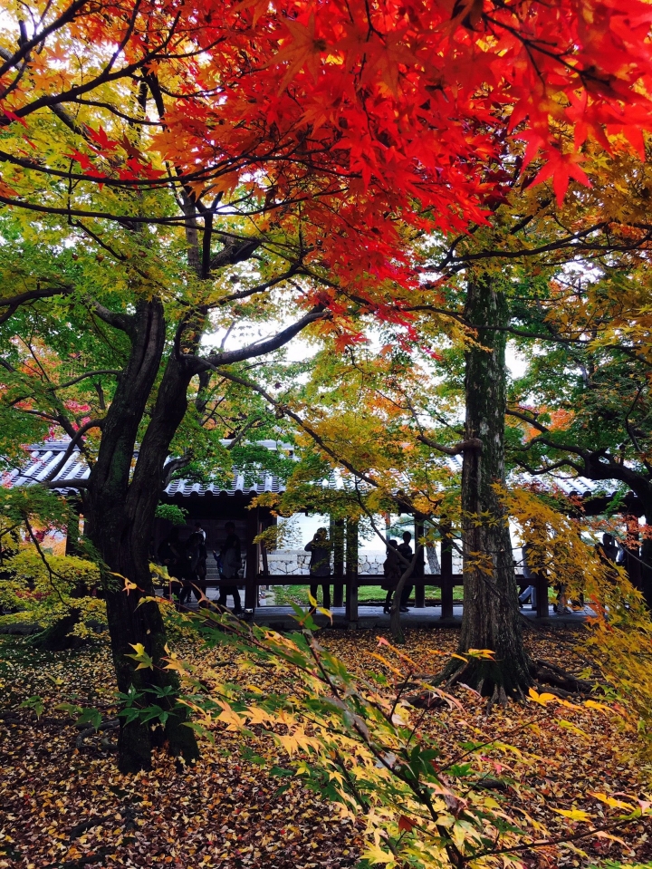 【遊。2016京都】美成這樣太犯規！女神級的楓葉就在清水寺和東福寺!