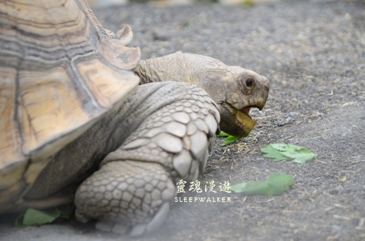 ［台南柳營。景點］南元花園休閒農場－闔家歡樂，情侶約會的後花園