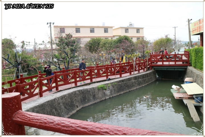 [台中烏日]整排垂櫻走在櫻花隧道中~員農櫻花種苗場