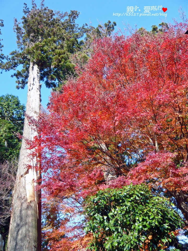 【日本。東京】高尾山賞楓紅～登高遠眺遊山趣＠新宿出發，60分鐘內抵達！賞楓名所～