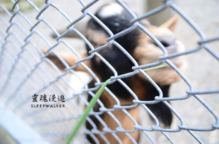 ［台南柳營。景點］南元花園休閒農場－闔家歡樂，情侶約會的後花園
