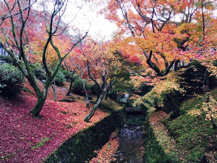 【遊。2016京都】美成這樣太犯規！女神級的楓葉就在清水寺和東福寺!