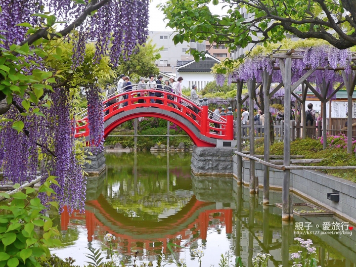 【日本。東京】龜戶天神社賞紫藤花～JR總武線上，都市中的世外桃源@還可讓晴空塔入鏡，超殺底片的好拍美景！