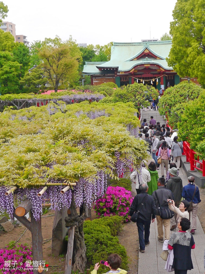 【日本。東京】龜戶天神社賞紫藤花～JR總武線上，都市中的世外桃源@還可讓晴空塔入鏡，超殺底片的好拍美景！