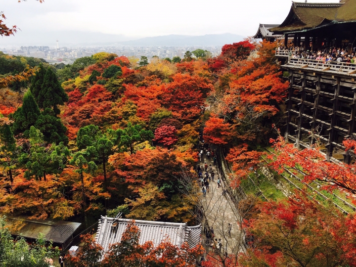 【遊。2016京都】美成這樣太犯規！女神級的楓葉就在清水寺和東福寺!
