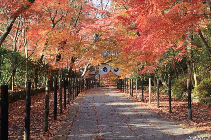 【京都長岡京】總本山光明寺，京都賞紅葉必看楓葉隧道