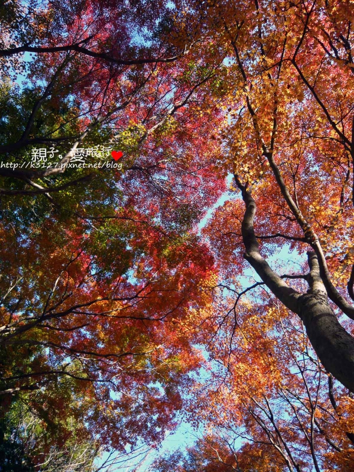 【日本。東京】高尾山賞楓紅～登高遠眺遊山趣＠新宿出發，60分鐘內抵達！賞楓名所～